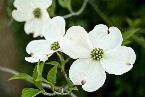 dogwood pictures free|pictures of flowering dogwood tree.